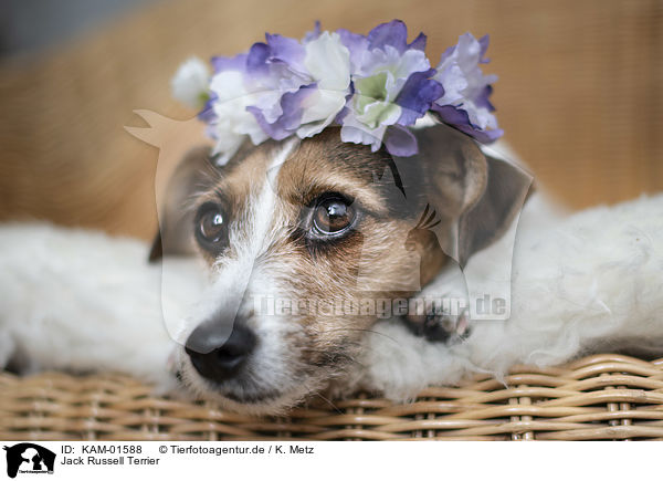 Jack Russell Terrier / Jack Russell Terrier / KAM-01588
