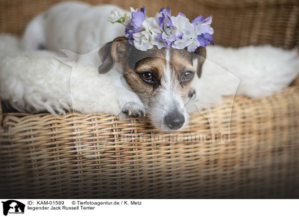 liegender Jack Russell Terrier / lying Jack Russell Terrier / KAM-01589