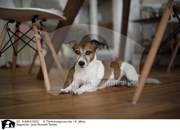 liegender Jack Russell Terrier / lying Jack Russell Terrier / KAM-01602