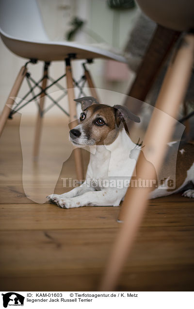 liegender Jack Russell Terrier / lying Jack Russell Terrier / KAM-01603