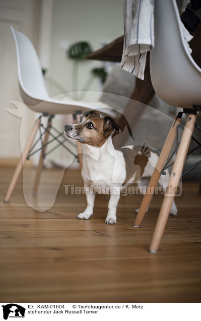 stehender Jack Russell Terrier / standing Jack Russell Terrier / KAM-01604