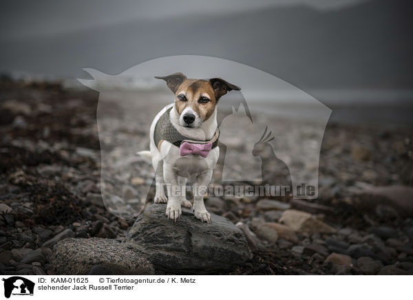 stehender Jack Russell Terrier / standing Jack Russell Terrier / KAM-01625