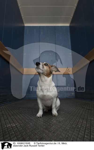 sitzender Jack Russell Terrier / sitting Jack Russell Terrier / KAM-01646