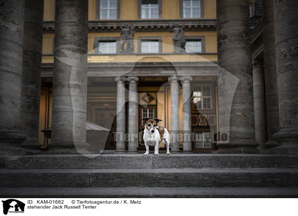 stehender Jack Russell Terrier / standing Jack Russell Terrier / KAM-01682