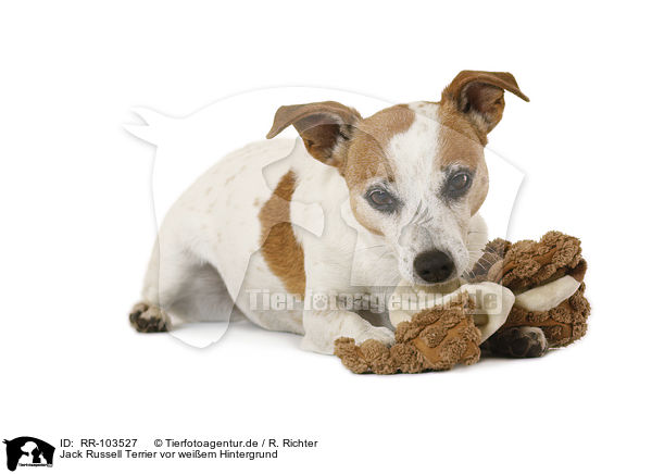 Jack Russell Terrier vor weiem Hintergrund / Jack Russell Terrier in front of white background / RR-103527