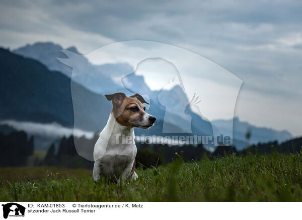 sitzender Jack Russell Terrier / sitting Jack Russell Terrier / KAM-01853