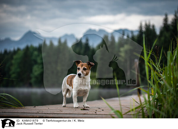 Jack Russell Terrier / Jack Russell Terrier / KAM-01879