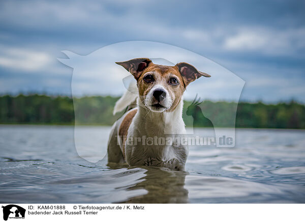 badender Jack Russell Terrier / bathing Jack Russell Terrier / KAM-01888