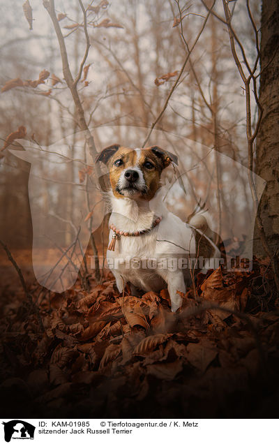 sitzender Jack Russell Terrier / KAM-01985