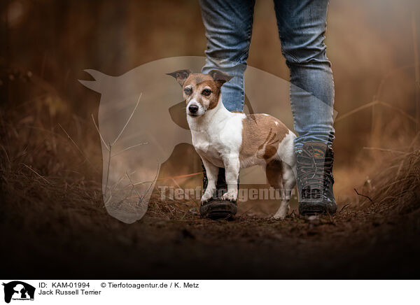 Jack Russell Terrier / KAM-01994