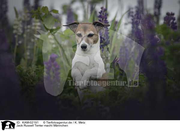 Jack Russell Terrier macht Mnnchen / begging Jack Russell Terrier / KAM-02191