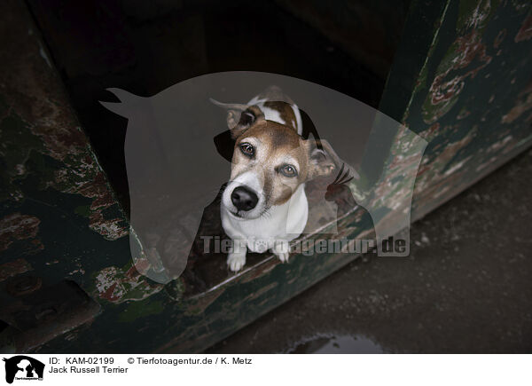 Jack Russell Terrier / KAM-02199