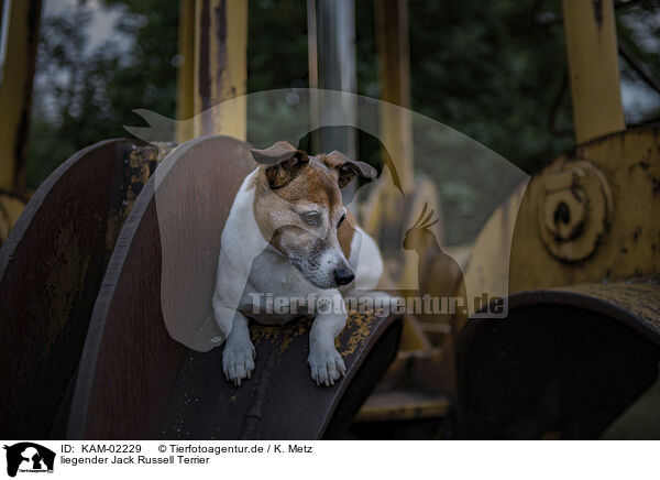 liegender Jack Russell Terrier / KAM-02229
