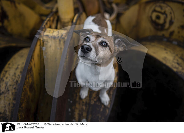 Jack Russell Terrier / KAM-02231