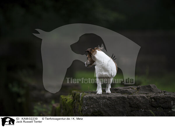Jack Russell Terrier / Jack Russell Terrier / KAM-02239