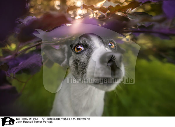 Jack Russell Terrier Portrait / Jack Russell Terrier Portrait / MHO-01563