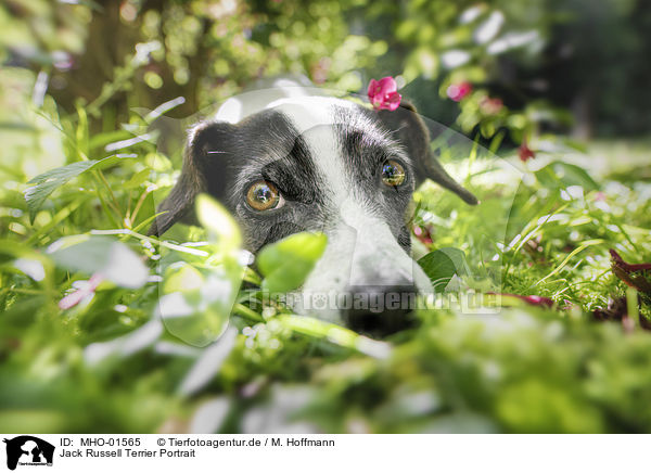 Jack Russell Terrier Portrait / Jack Russell Terrier Portrait / MHO-01565