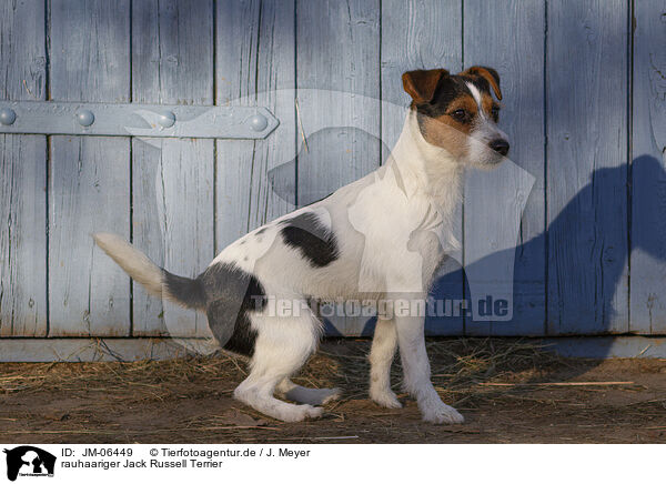 rauhaariger Jack Russell Terrier / wirehaired Jack Russell Terrier / JM-06449