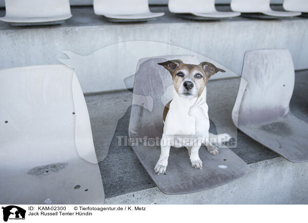Jack Russell Terrier Hndin / female Jack Russell Terrier / KAM-02300