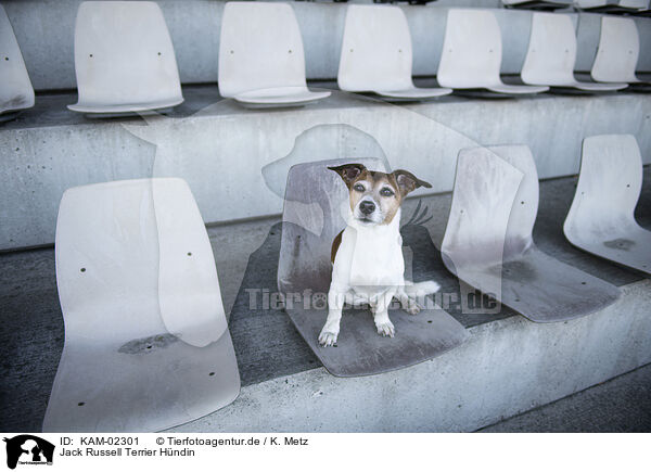 Jack Russell Terrier Hndin / female Jack Russell Terrier / KAM-02301