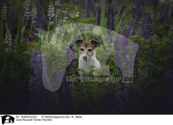 Jack Russell Terrier Hndin / female Jack Russell Terrier / KAM-02333