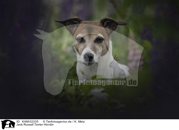 Jack Russell Terrier Hndin / female Jack Russell Terrier / KAM-02335