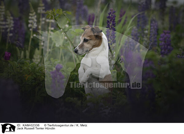 Jack Russell Terrier Hndin / female Jack Russell Terrier / KAM-02336