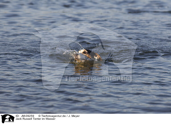 Jack Russell Terrier im Wasser / Jack Russell Terrier in the water / JM-09259