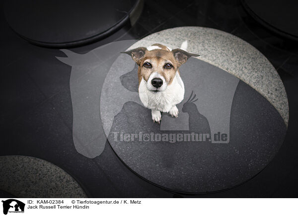 Jack Russell Terrier Hndin / female Jack Russell Terrier / KAM-02384