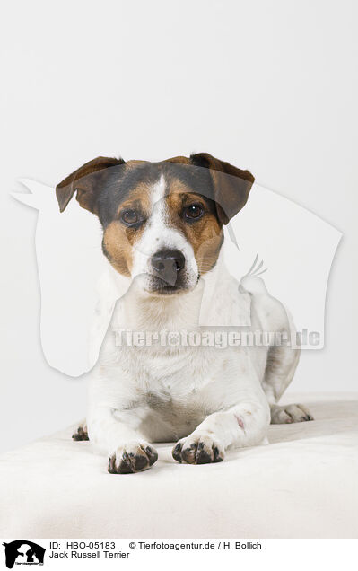 Jack Russell Terrier / Jack Russell Terrier / HBO-05183