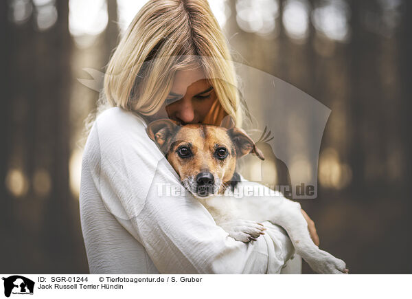 Jack Russell Terrier Hndin / female Jack Russell Terrier / SGR-01244