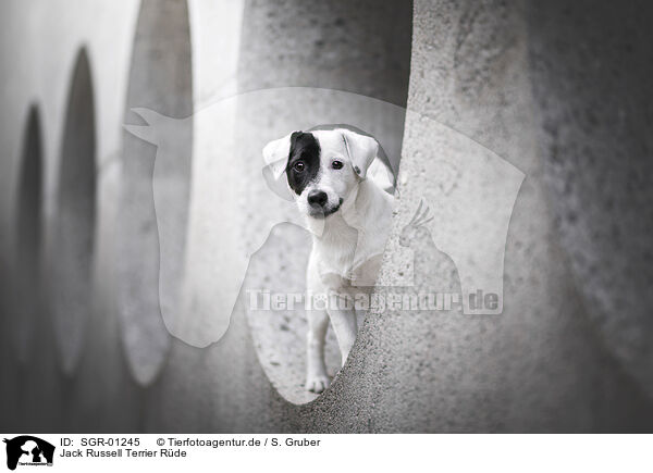Jack Russell Terrier Rde / male Jack Russell Terrier / SGR-01245