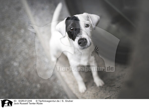Jack Russell Terrier Rde / male Jack Russell Terrier / SGR-01246