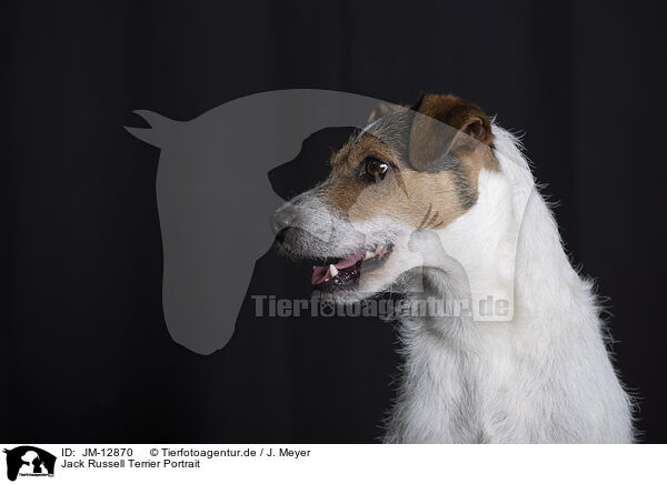 Jack Russell Terrier Portrait / Jack Russell Terrier Portrait / JM-12870