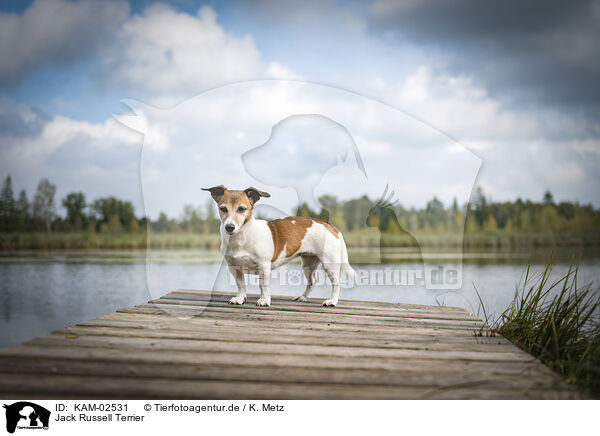 Jack Russell Terrier / Jack Russell Terrier / KAM-02531