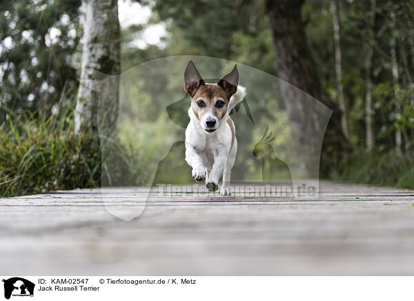 Jack Russell Terrier / Jack Russell Terrier / KAM-02547