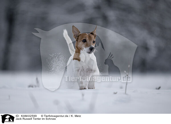 Jack Russell Terrier im Schnee / Jack Russell Terrier in snow / KAM-02599