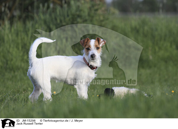 Jack Russell Terrier / Jack Russell Terrier / JM-15298