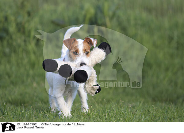 Jack Russell Terrier / Jack Russell Terrier / JM-15302