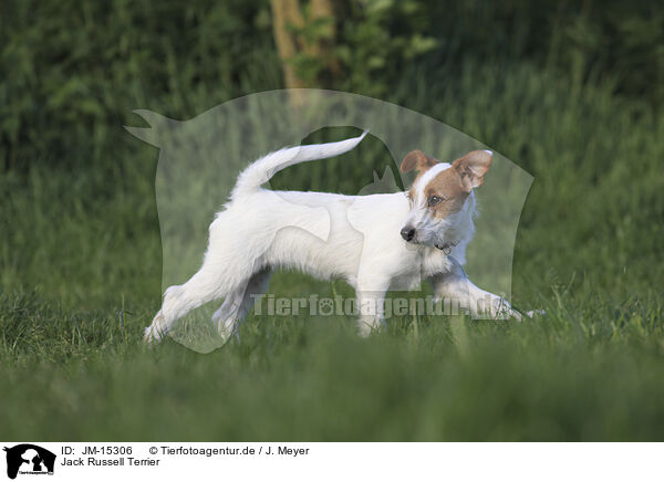 Jack Russell Terrier / Jack Russell Terrier / JM-15306