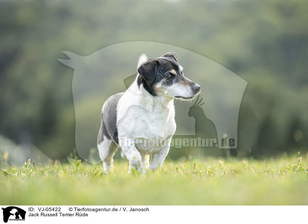 Jack Russell Terrier Rde / VJ-05422