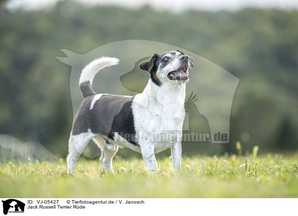 Jack Russell Terrier Rde / VJ-05427