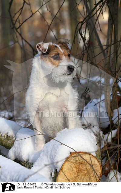 Jack Russell Terrier Hndin im Schnee / female Jack Russell Terrier in the snow / SS-55473