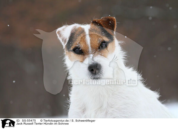 Jack Russell Terrier Hndin im Schnee / female Jack Russell Terrier in the snow / SS-55475