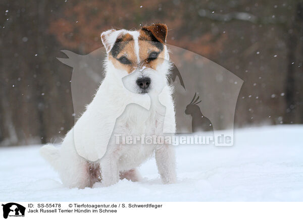 Jack Russell Terrier Hndin im Schnee / female Jack Russell Terrier in the snow / SS-55478