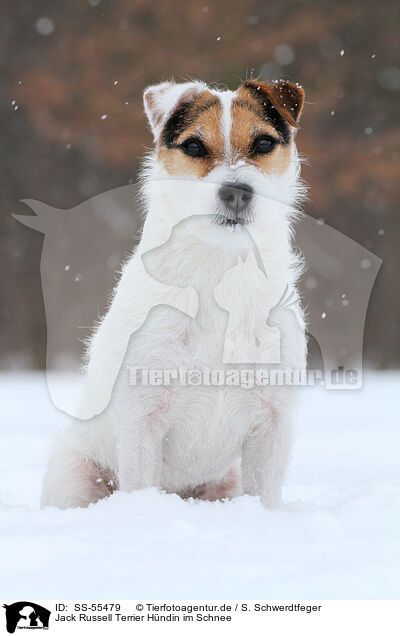 Jack Russell Terrier Hndin im Schnee / female Jack Russell Terrier in the snow / SS-55479