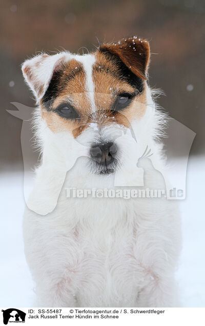 Jack Russell Terrier Hndin im Schnee / female Jack Russell Terrier in the snow / SS-55487