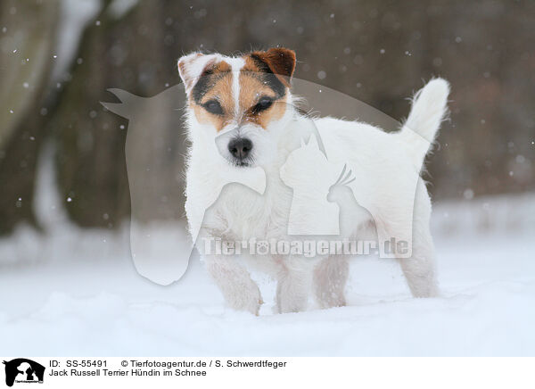 Jack Russell Terrier Hndin im Schnee / female Jack Russell Terrier in the snow / SS-55491