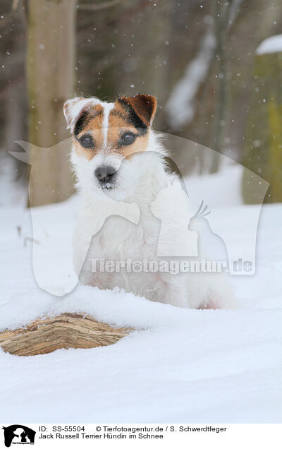 Jack Russell Terrier Hndin im Schnee / female Jack Russell Terrier in the snow / SS-55504