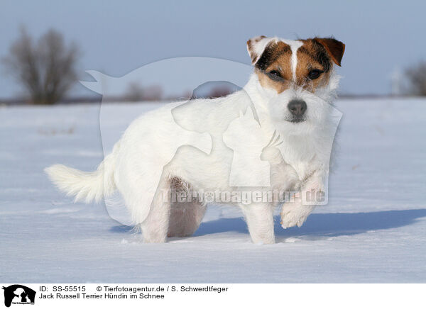 Jack Russell Terrier Hndin im Schnee / female Jack Russell Terrier in the snow / SS-55515